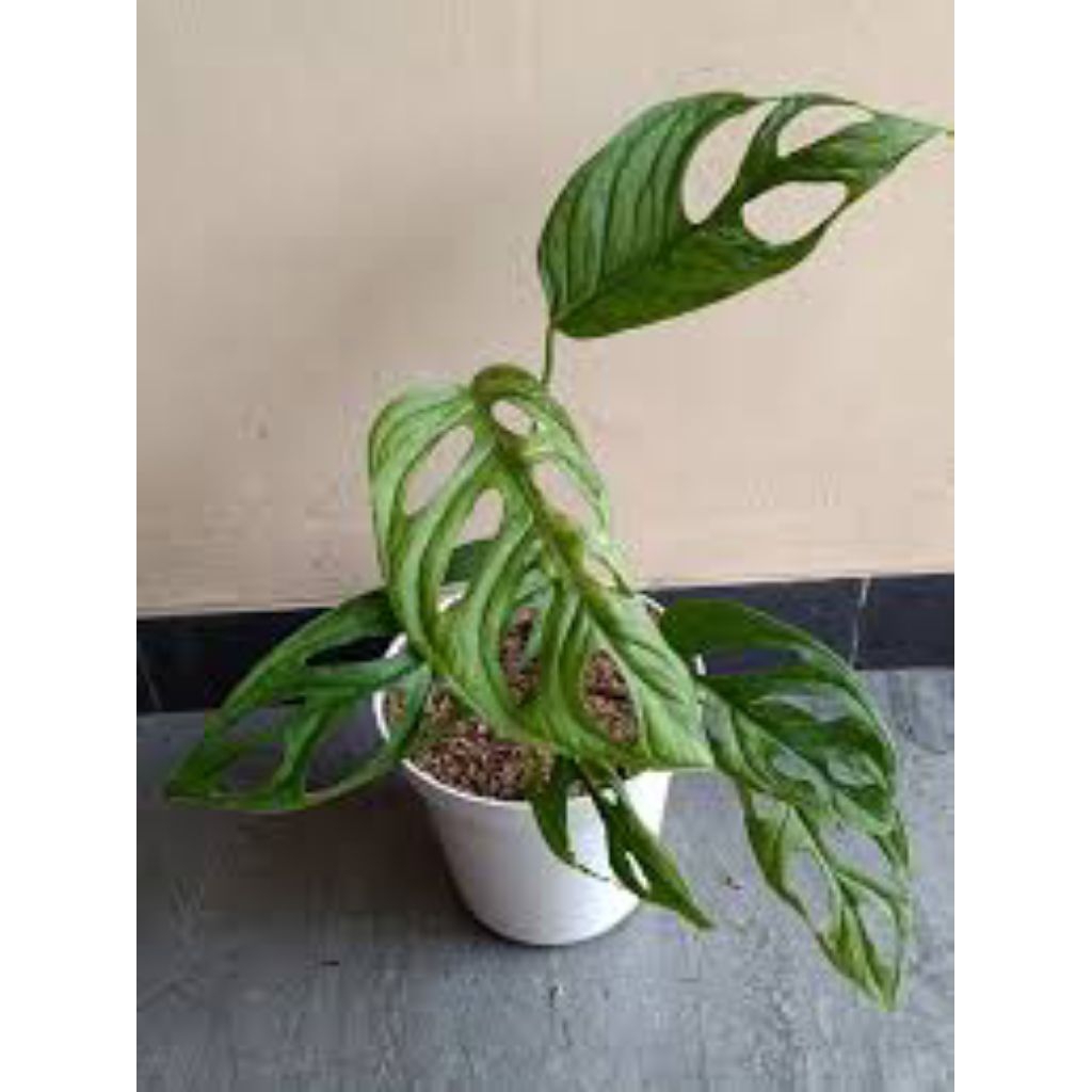 PROMO Tanaman Hias Janda Bolong Varigata / Janda Bolong Varigata 4-7 Daun Original