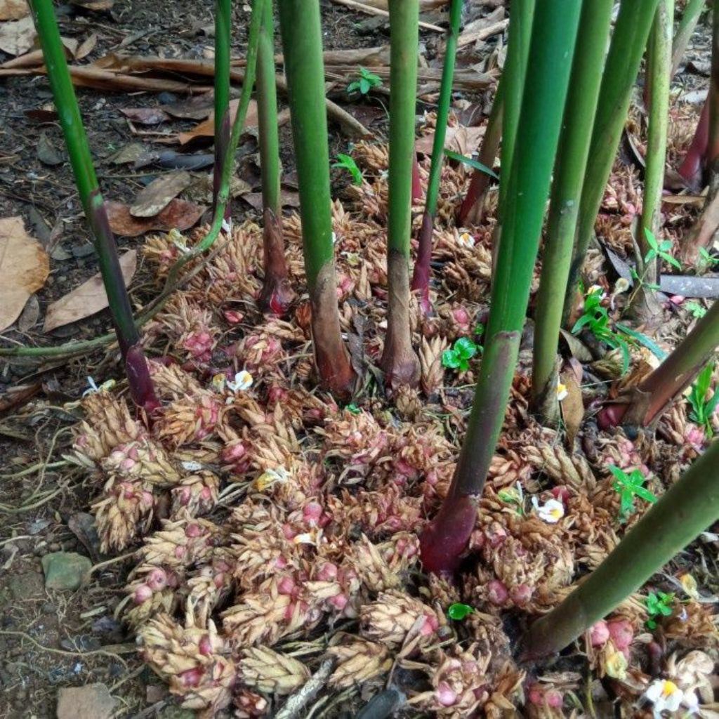 Bibit Kapulaga Super Hibrida |Kapulogo lokal Pekalongan/Asli/(20 batang)