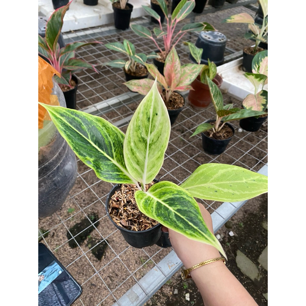 AGLAONEMA LIPSTIK EMERALD WHITE