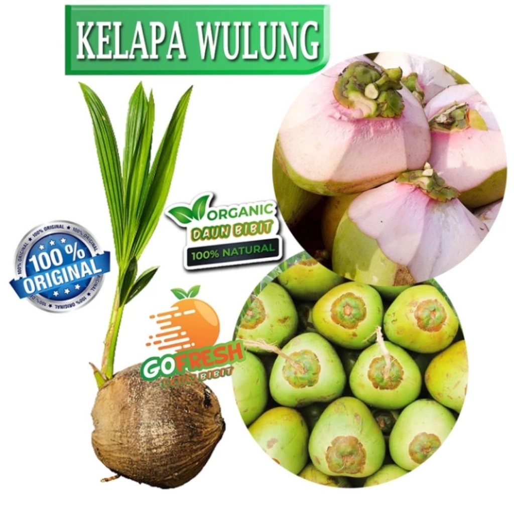 Bibit Kelapa Wulung Ori | Degan Ijo | Kelapa Merah Asli