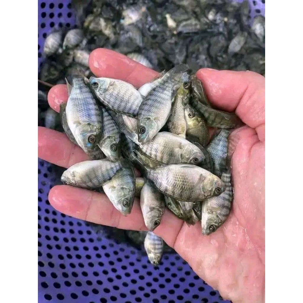 Bibit Ikan Nila Hitam Nirwana Super cepat besar