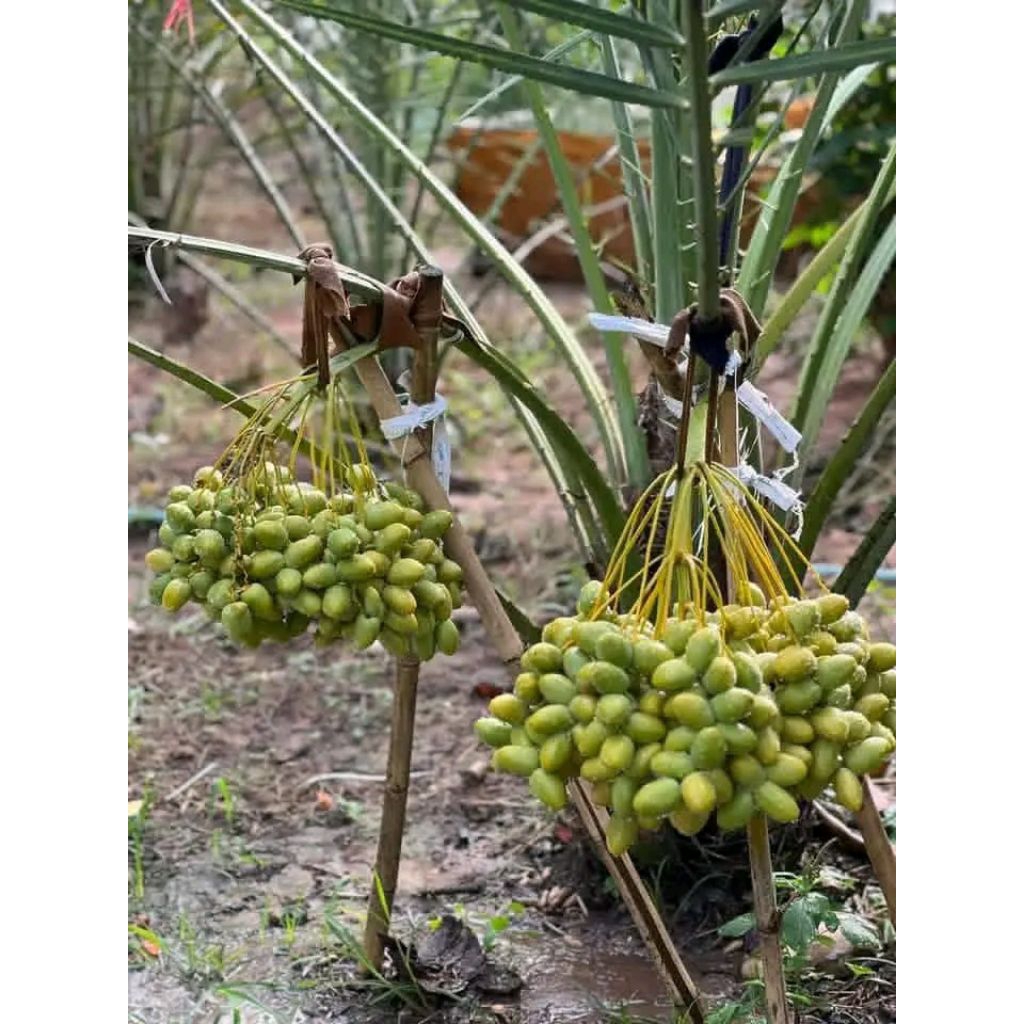 Bibit Tanaman Kurma Tropis Super Unggul Cepat Berbuah