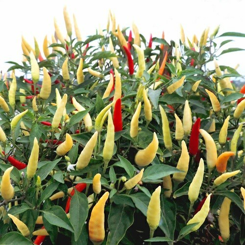 15 Biji Benih Cabe Rawit KARA F1