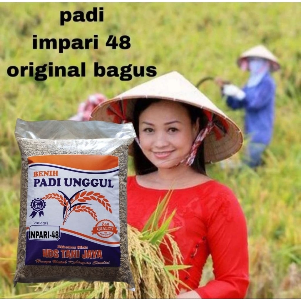 BENIH PADI 5KG INPARI-48 JUMBO ORIGINAL BERSERTIFIKAT