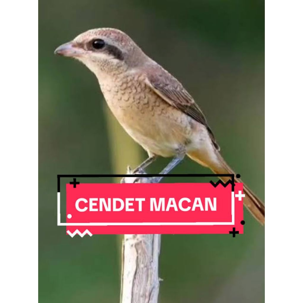 Burung masteran pentet macan jantan rawatan rajin bunyi