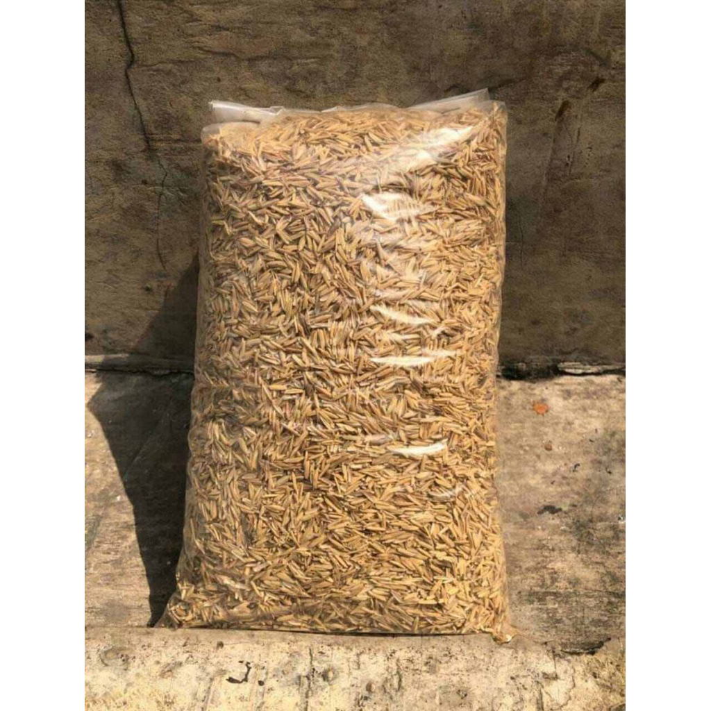 Sekam padi kering mentah