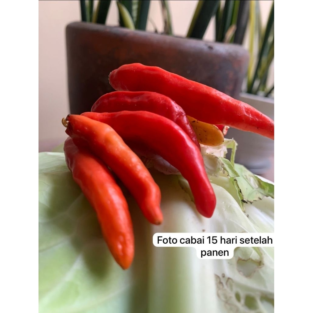 JUAL MURAH CABE RAWIT MERAH ORI FRESH LANGSUNG PETANI SEMARANG JATENG
