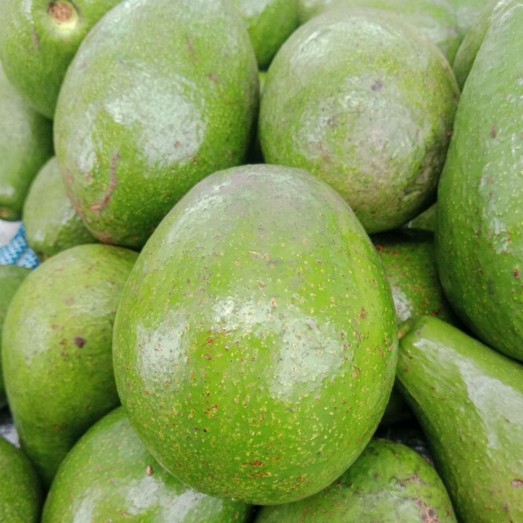 Alpukat Mentega Super Jumbo