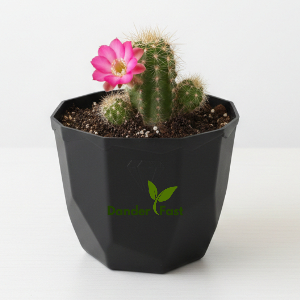 Pot Permata 8CM Hitam By Garden Of Love Pot 8 Cm Putih Pot Plastik Kaktus Sukulen Mini Lucu Murah Te