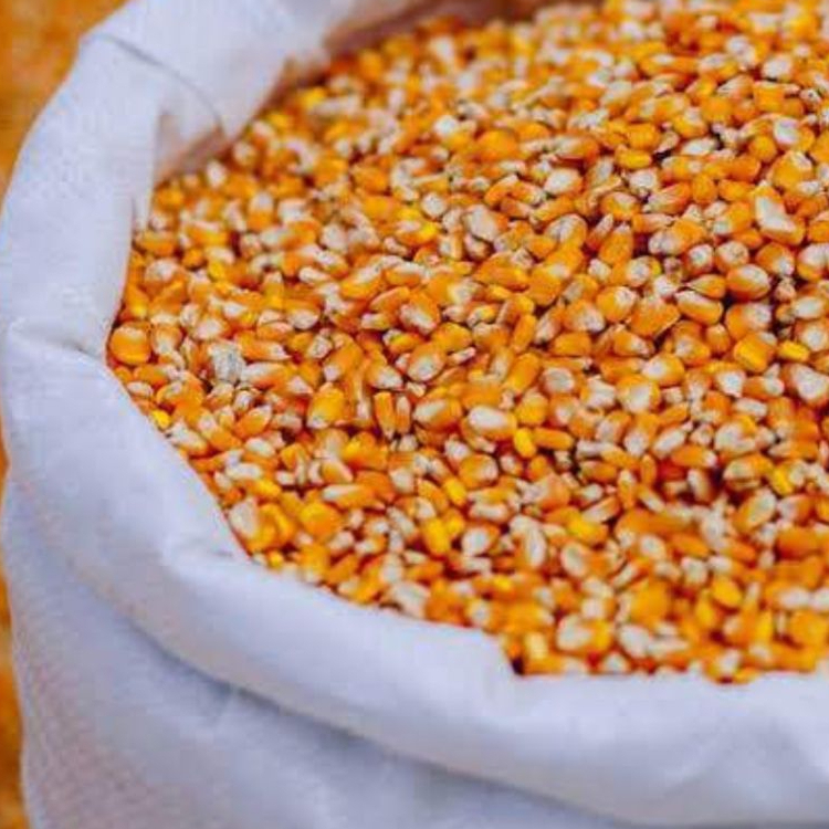 Jagung Pipil Kering Kualitas Unggulan Produk Lokal