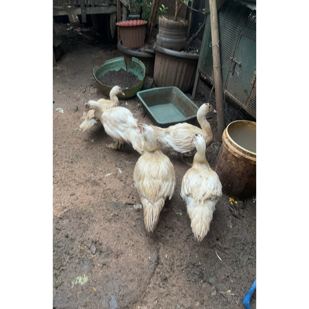 Entok Jumbo Blitar Leher Panjang (Jantan)