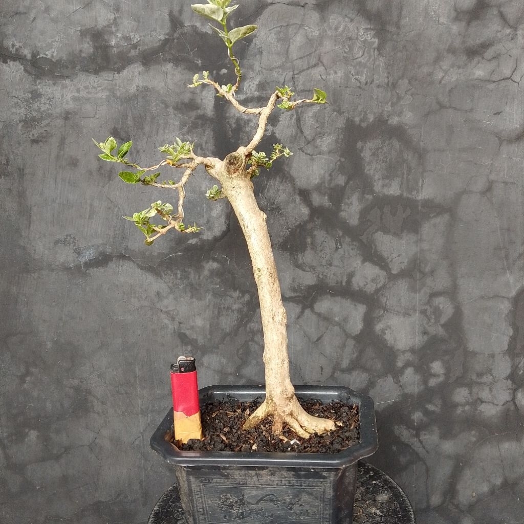 Bahan Bonsai bunjin sancang variegata
