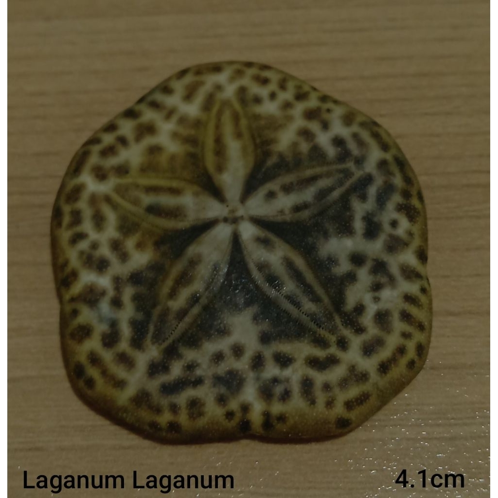 cangkang bulu babi laganum