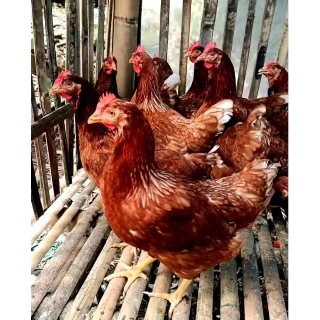 Ayam Petelur Siap Telur Usia 3 s/d 4 Bulan - Ayam Petelur Remaja - Ayam Petelur Betina