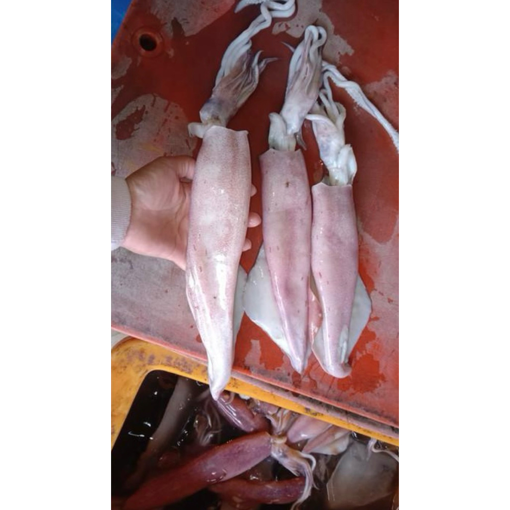Cumi Segar Bangka/Jumbo