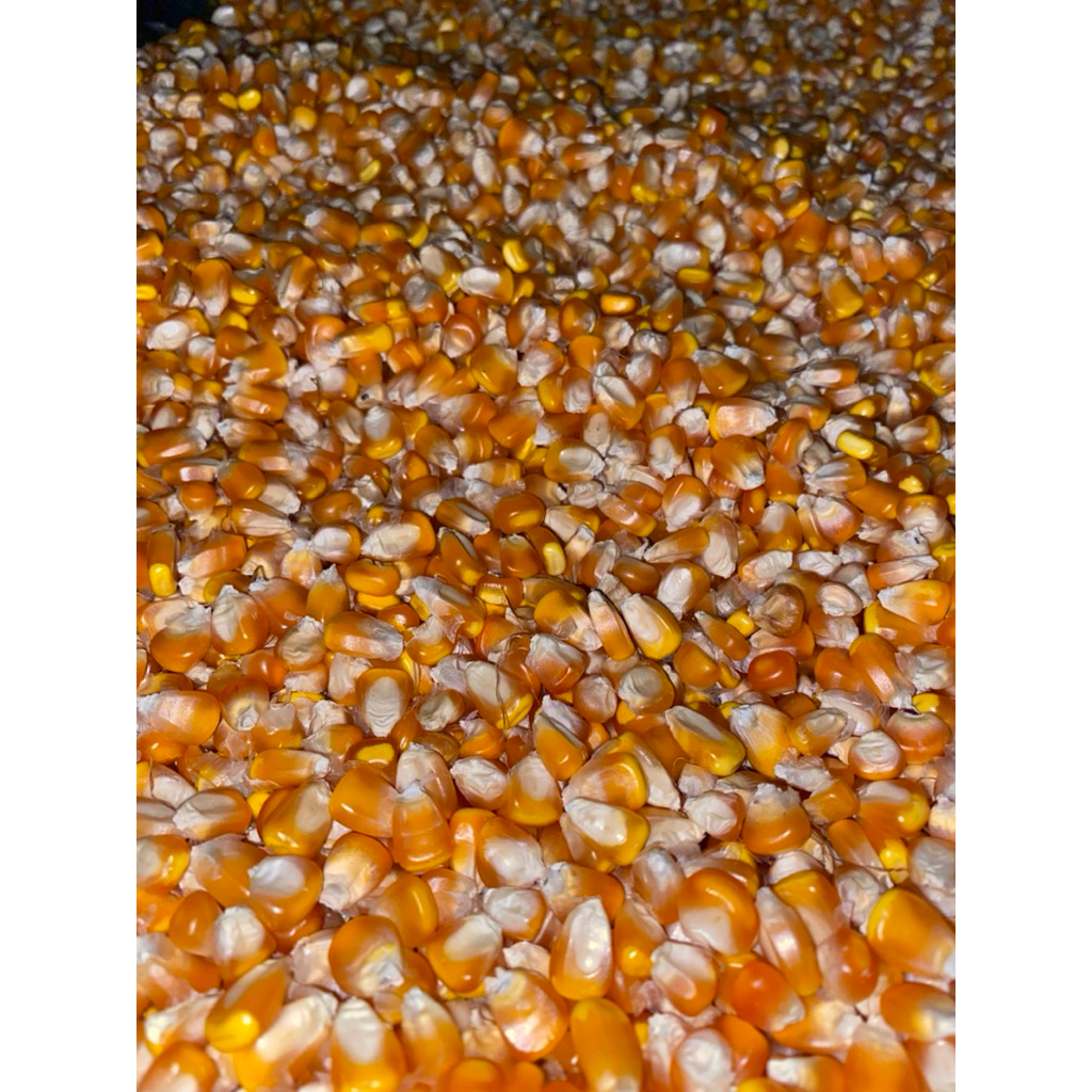 Jagung Pipil 1kg - Jagung Kering Bersih untuk nasi jagung/ pakan ternak