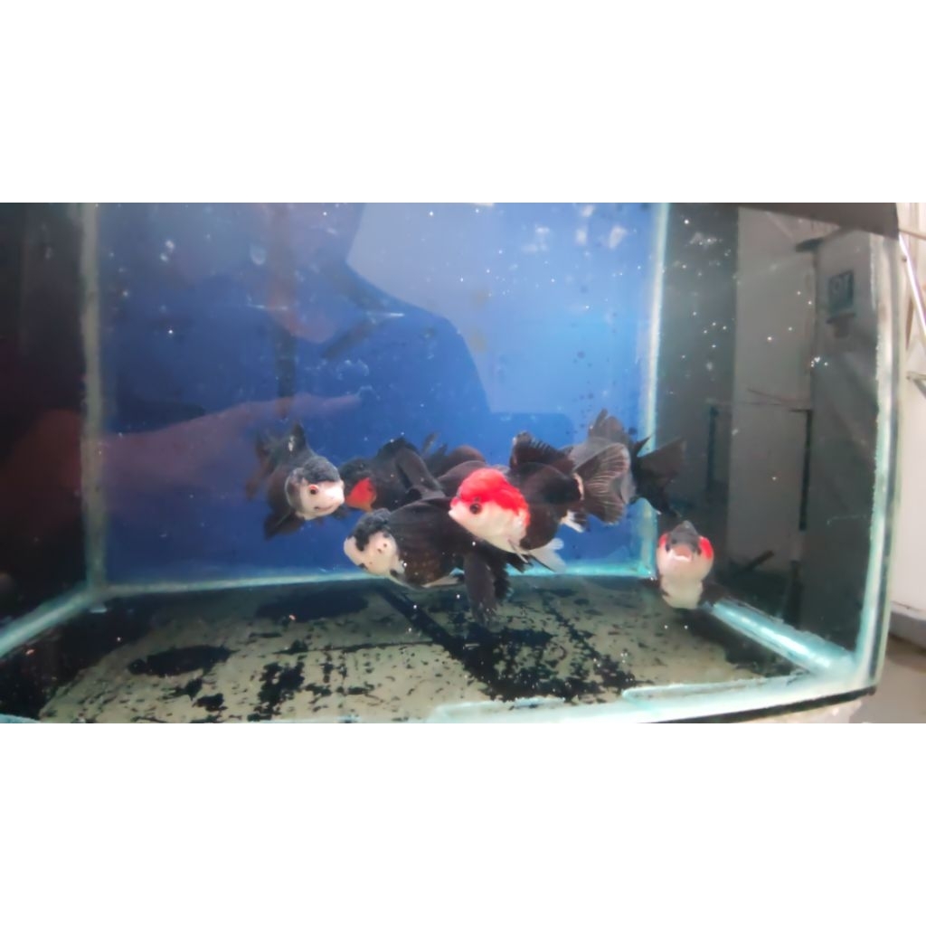 Ikan Mas Koki Oranda Panda