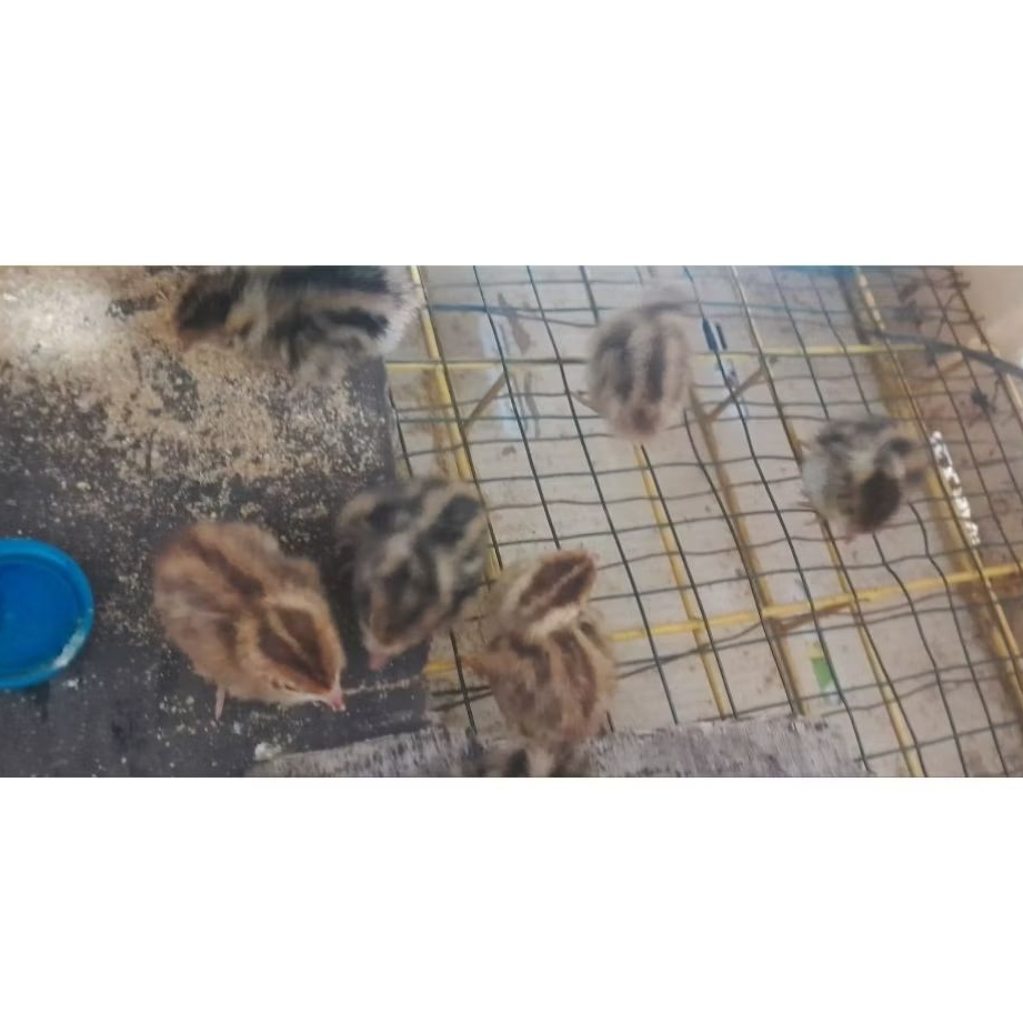 ANAK BURUNG PUYUH  1 EKOR UMUR 2 HARI