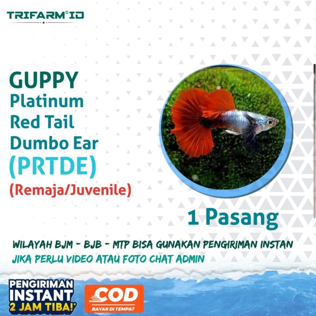 TRIFARM Sticker Aquarium Guppy PRTDE Platinum Red Tail Dumbo Ear Sepasang Dari Kualitas Dijamin Bagu