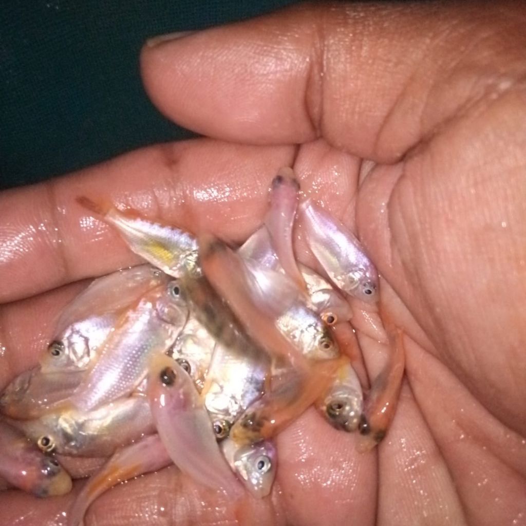 bibit ikan nila merah Bangkok ukuran 3/4 cm unggulan super isi 80 ekor terbaik.