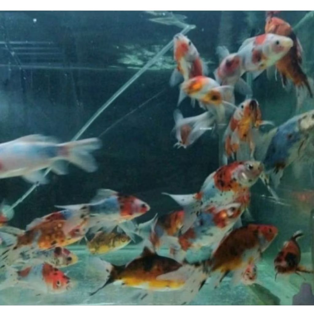 10 slyer kumpay buntut panjang asli blitar koi bokim 10pcs dekorasi Akuarium aquaseceps aquarium air