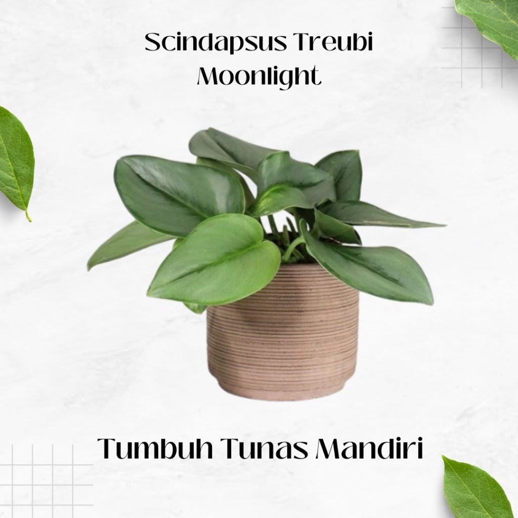 Scindapsus Treubi Moonlight - Scindapsus - Tanaman Hias Indoor