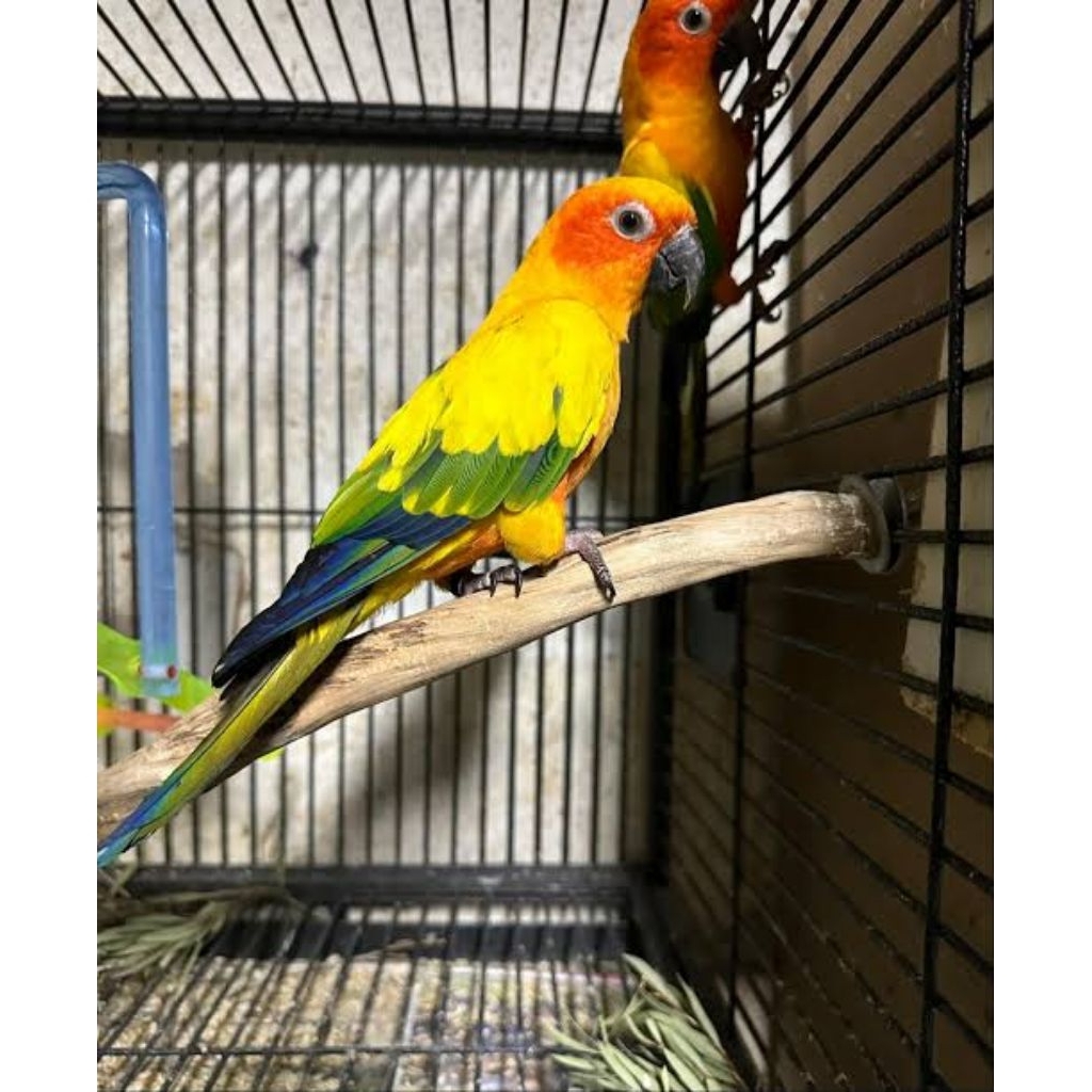 Sunconure sepasang dewasa DNA siap ternak