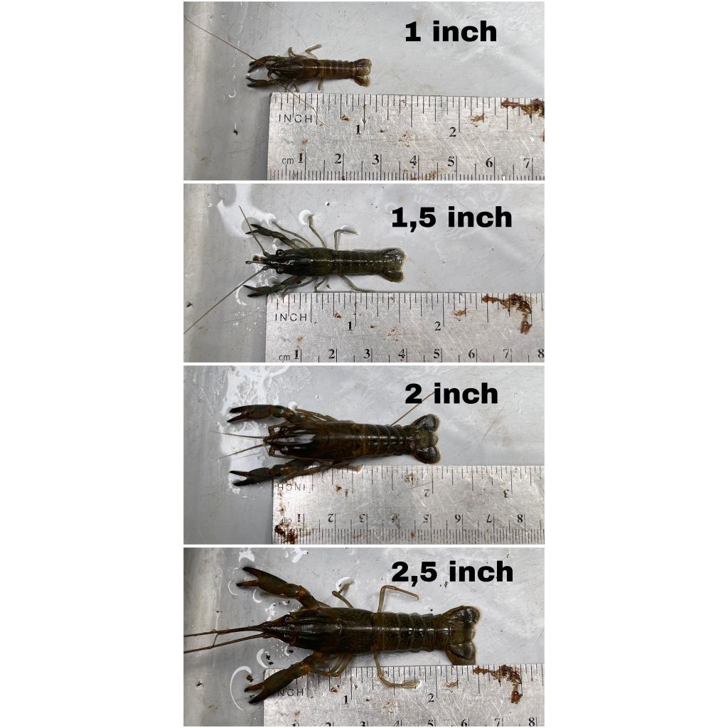 bibit / benih / lobster air tawar / red claw