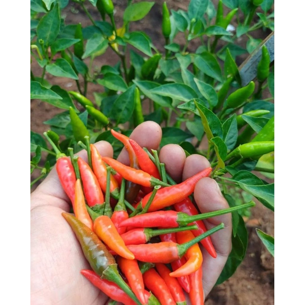 Cabai rawit 1 kg. Cabai merah besar 1 kg. Fresh
