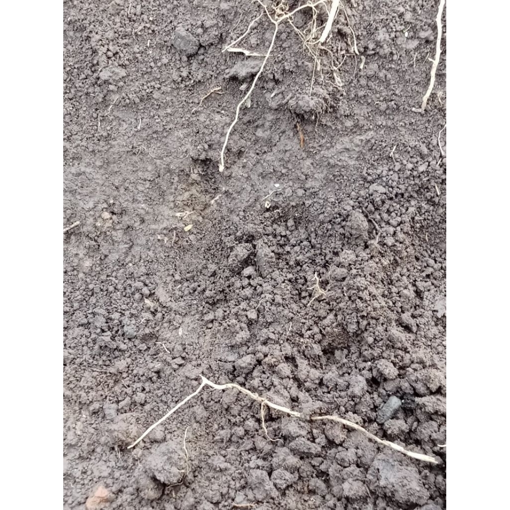 Media Tanam Tanah Subur dan Gembur Kualitas Premium