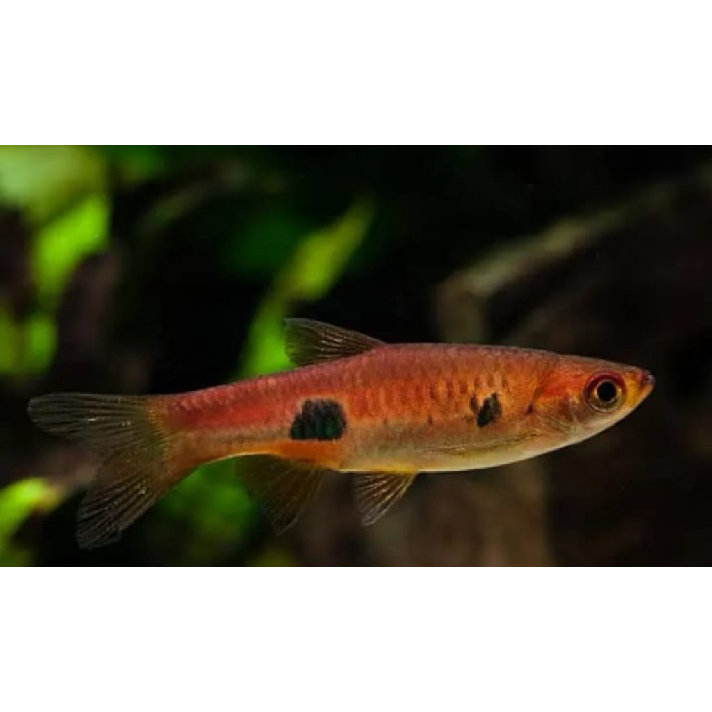 rasbora clown.rasbora kalochrom