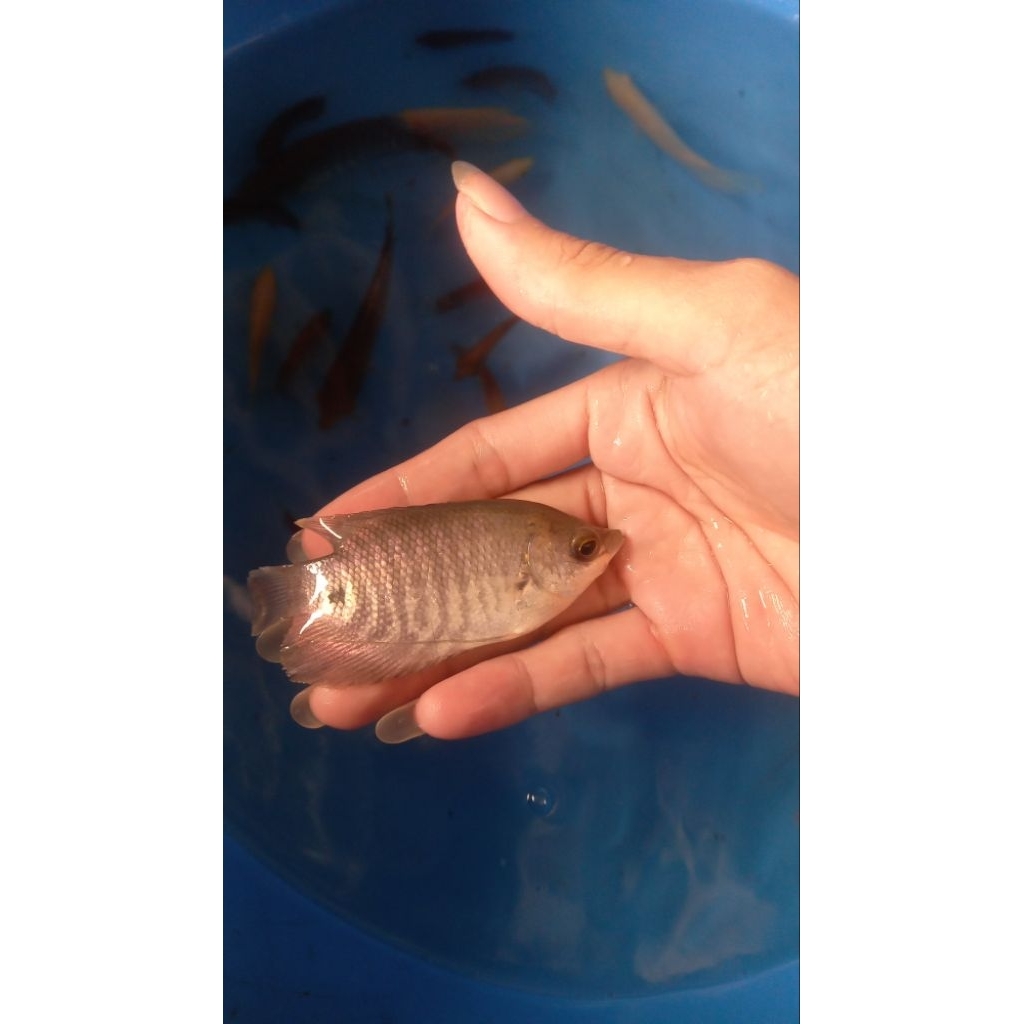 bibit ikan gurame soang ukuran jinggo/super mepet beekulitas