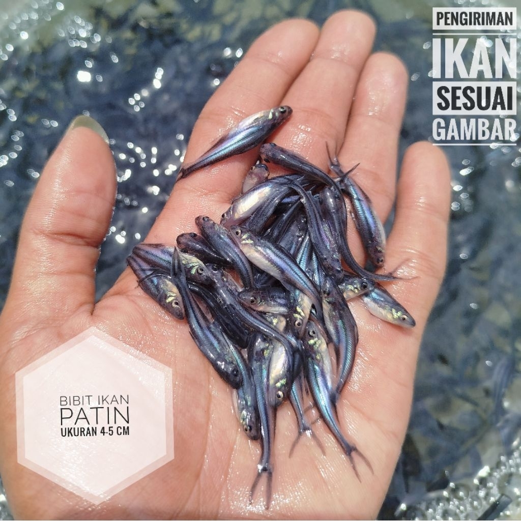Benih ikan patin ukuran 3-4 cm + bonus pakan