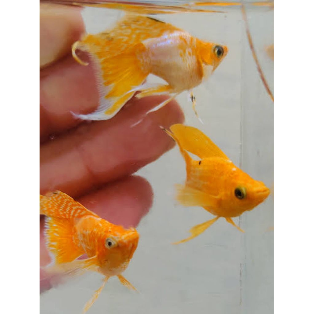 MOLLY SUPER GOLD BALON CAWANG LINE THAILAND BONUS PAKAN BERGARANSI