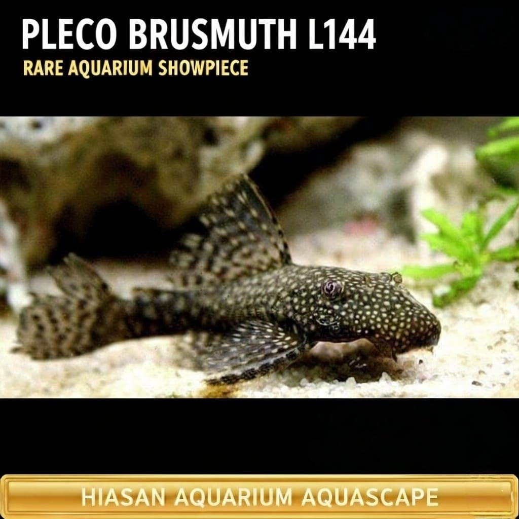 Ikan Hias Pleco L144/Brusmuth Ikan Hias Pembersih Kaca Aquarium