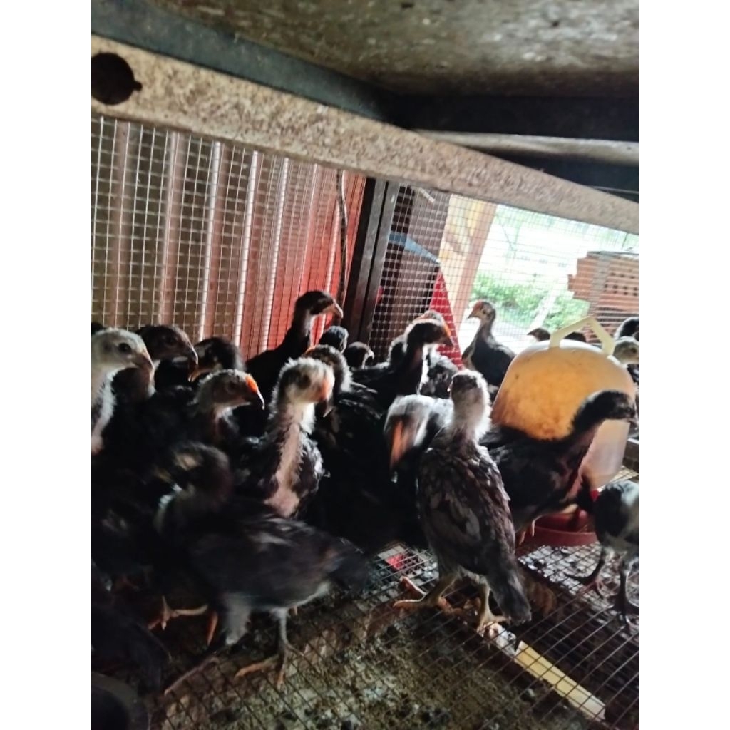 ayam kampung usia 3 minggu sudah vaksin