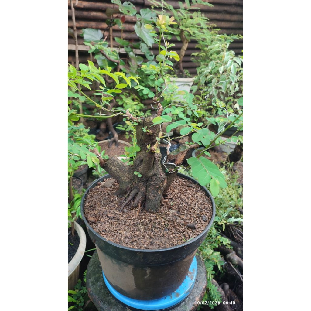 bonsai ileng-ileng dongkelan berkarakter