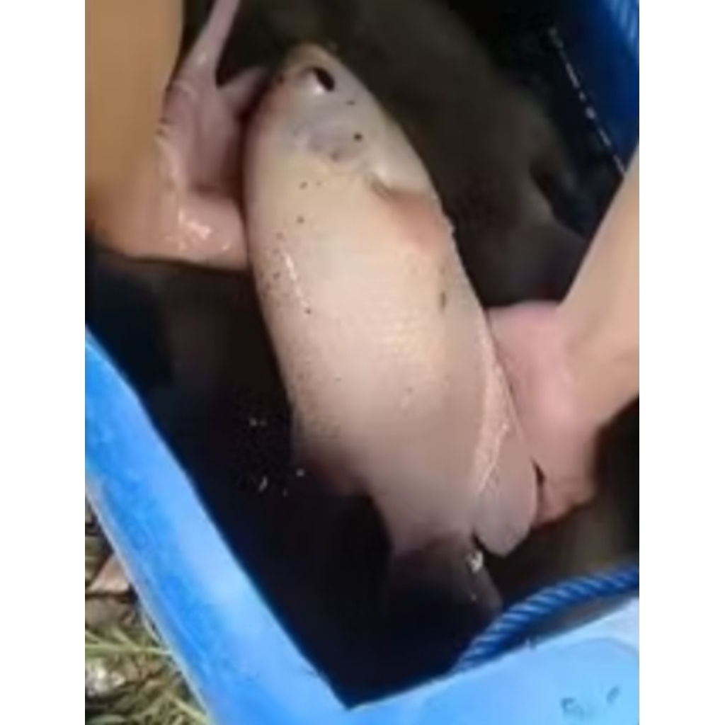 indukan gurame kapas 1 pasang