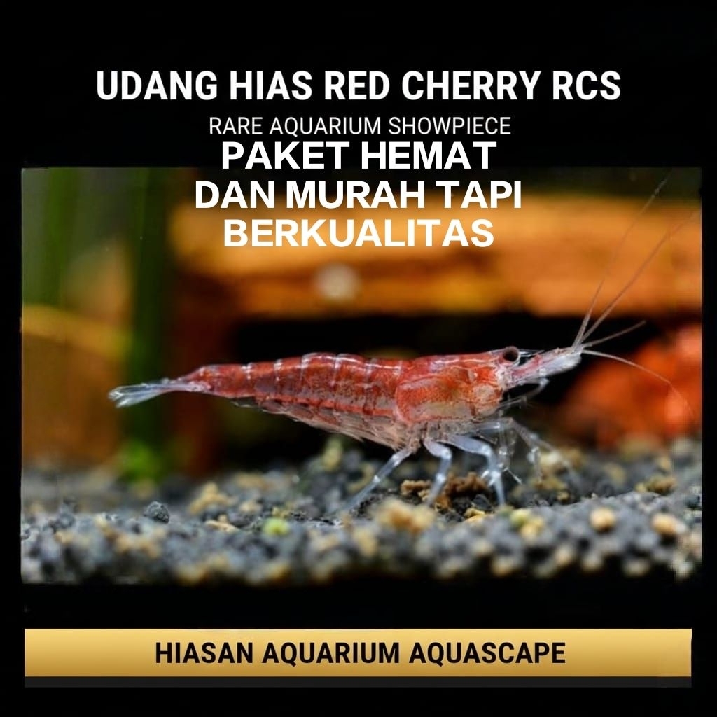 Udang Hias Red Cherry RCS Paket Hemat Dan Murah Udang Hias Aquarium