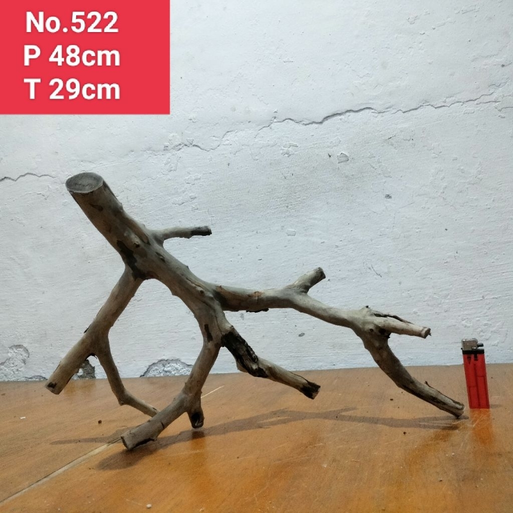 bonggolan akar santigi laut akar dekorasi aquarium aquascape 522