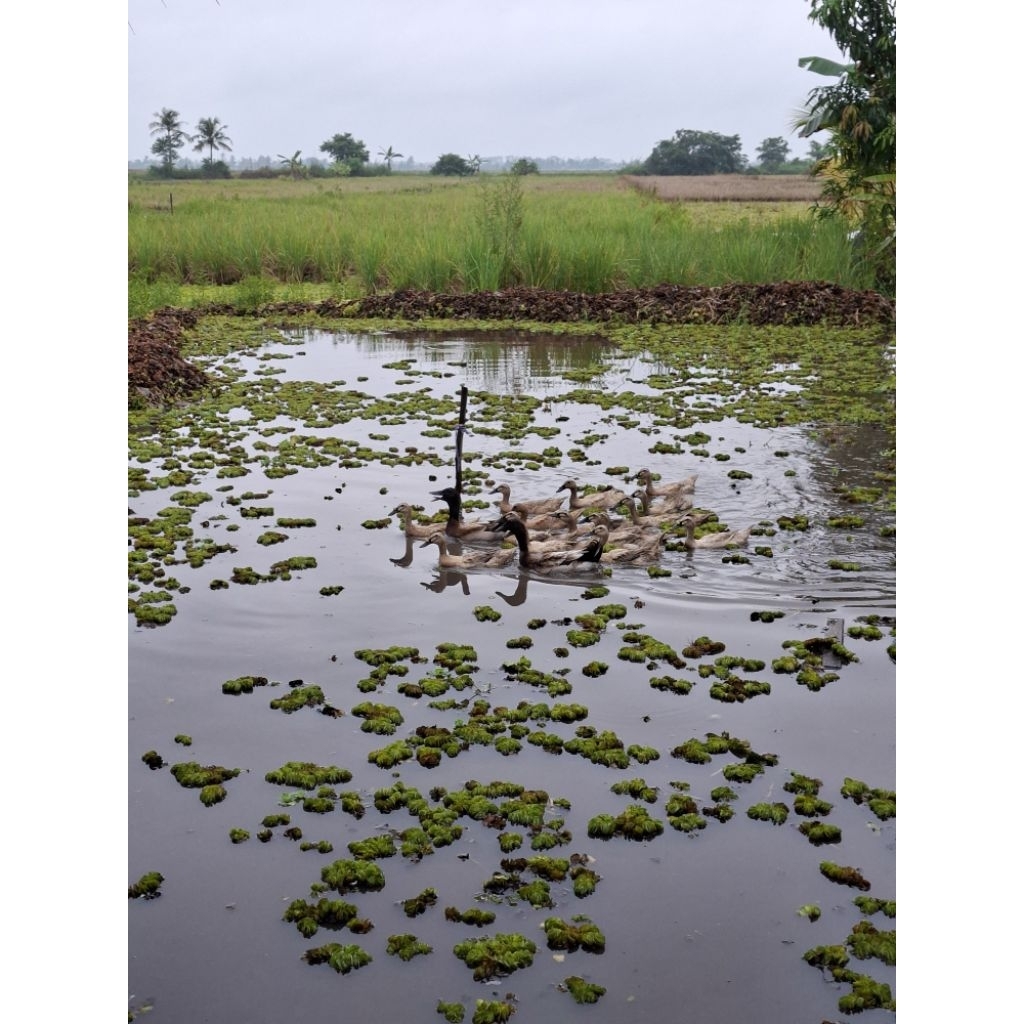 telur bebek fertil ratu x Mojosari backcross