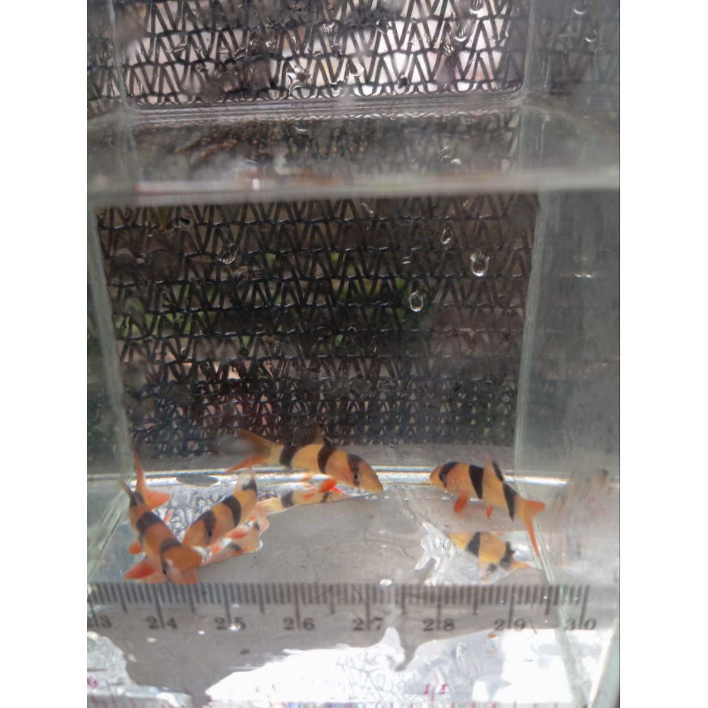 hiasan aquarium ikan hias Botia Kalimantan aquascape