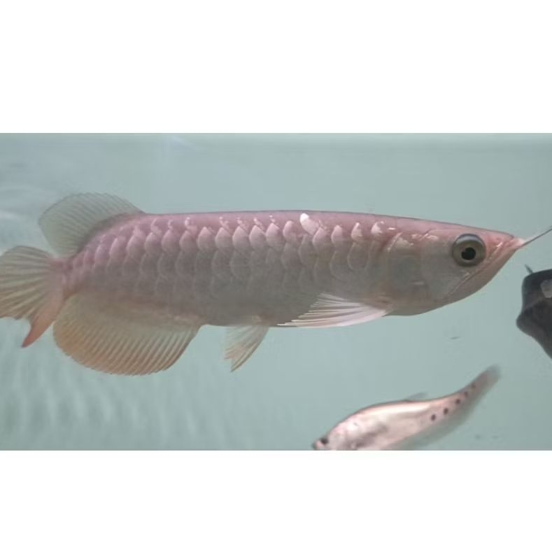 ARWANA GOLDEN RED 20-25cm