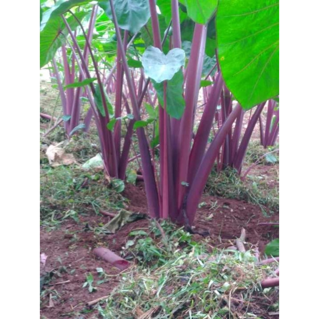 Bibit Talas Pratama Bogor Ungu Jumbo Asli - Bibit Segar, Isi (15 pohon)