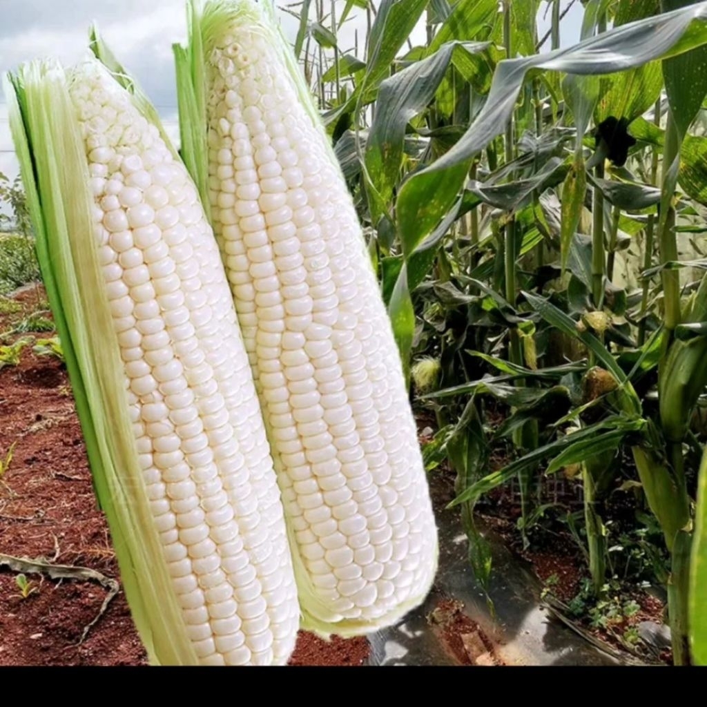 50 Biji Benih Jagung Putih Ketan Benih Jagung ketan putih unggul