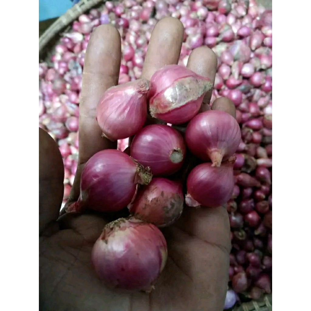 Bawang merah 1kg ukuran besar sedang