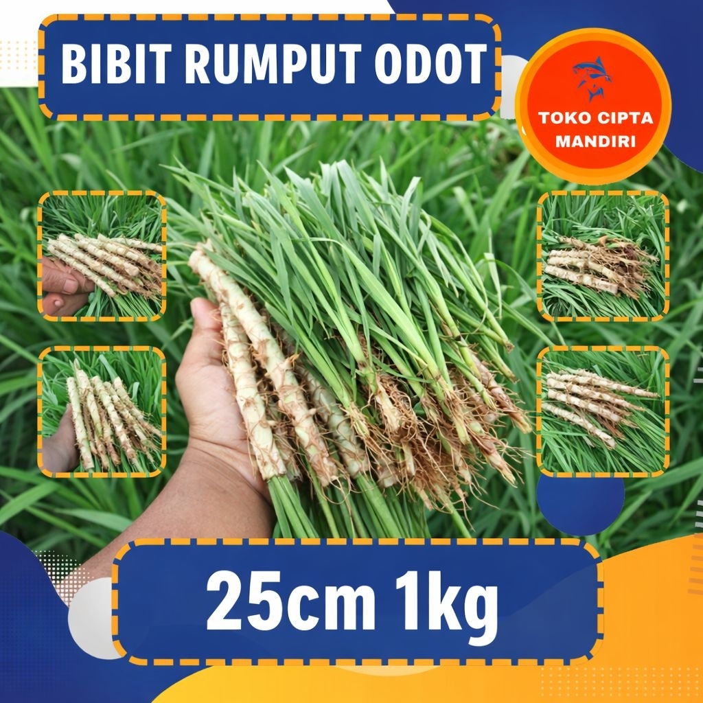 bibit rumput odot super kualitas A bibit rumput odot 1 kg pakan ternak pakan kambing pakan sapi