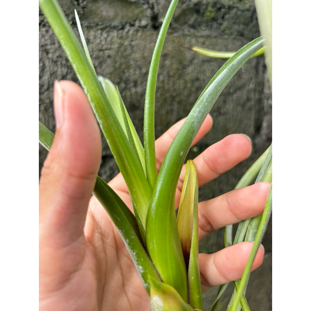 Tillandsia Silver Coral Varigata