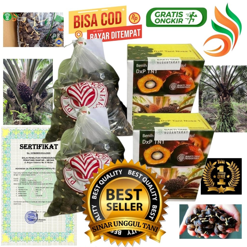 bibit benih kecambah sawit unggul TN1