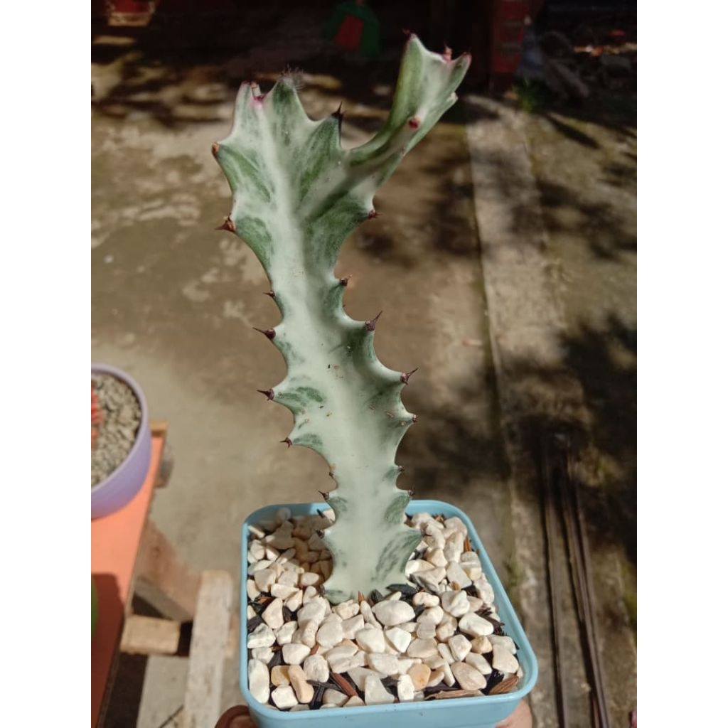 KAKTUS SILVER BONE TANAMAN KAKTUS TULANG SILVER UNIK